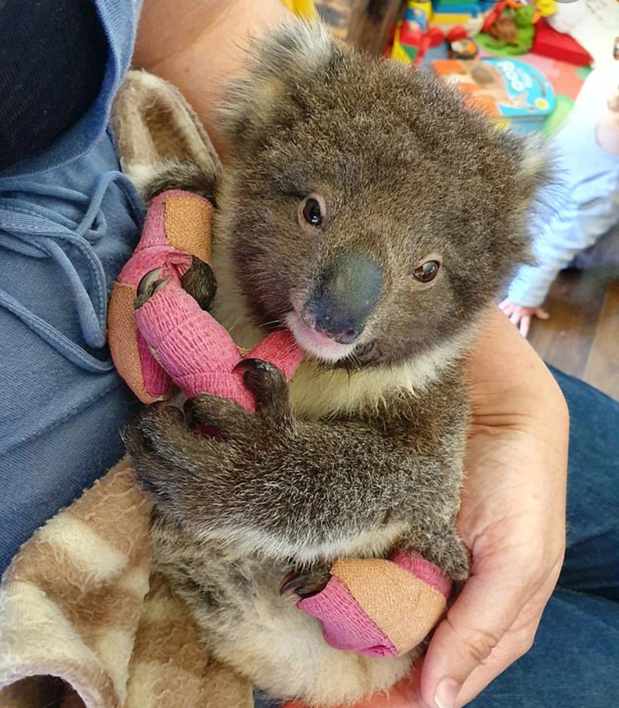 Koalas & Coconuts - why we aren't doing a bushfire donations appeal