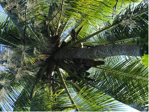 Beach Harvest Australian Coconuts
